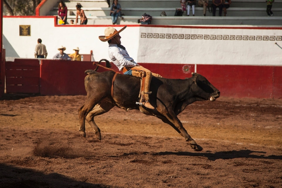 The traditional bull riding (Jineteo de Toro).