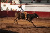 The traditional bull riding (Jineteo de Toro).: by jerome_godichon, Views[1793]