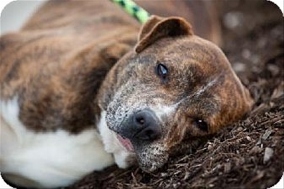 If I sit perfectly still for this headshot does this mean I get a treat? 