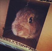 Honestly,I have no idea who pooped on your living room floor, I'll sit in this box an wait cause it wasn't me. : by jeromeedwards, Views[372]