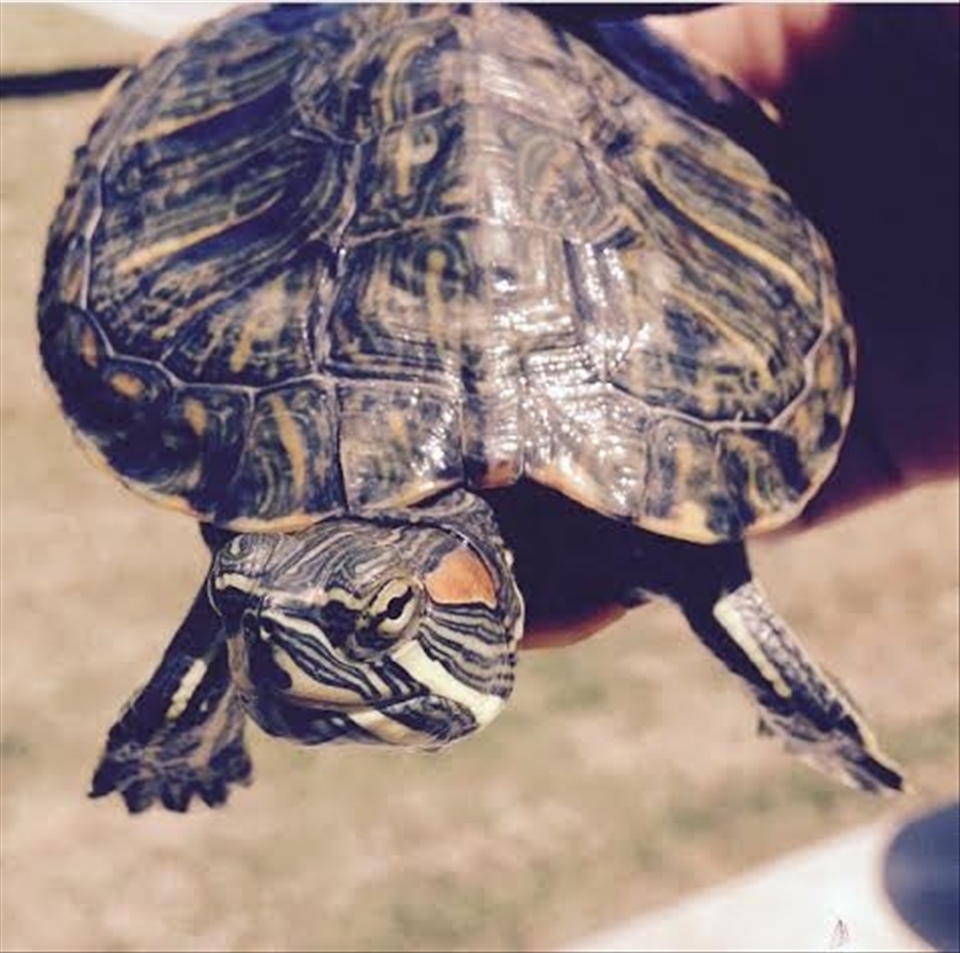 Doesn't matter how slow you go, as long as you do not STOP.