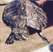 Doesn't matter how slow you go, as long as you do not STOP.: by jeromeedwards, Views[388]