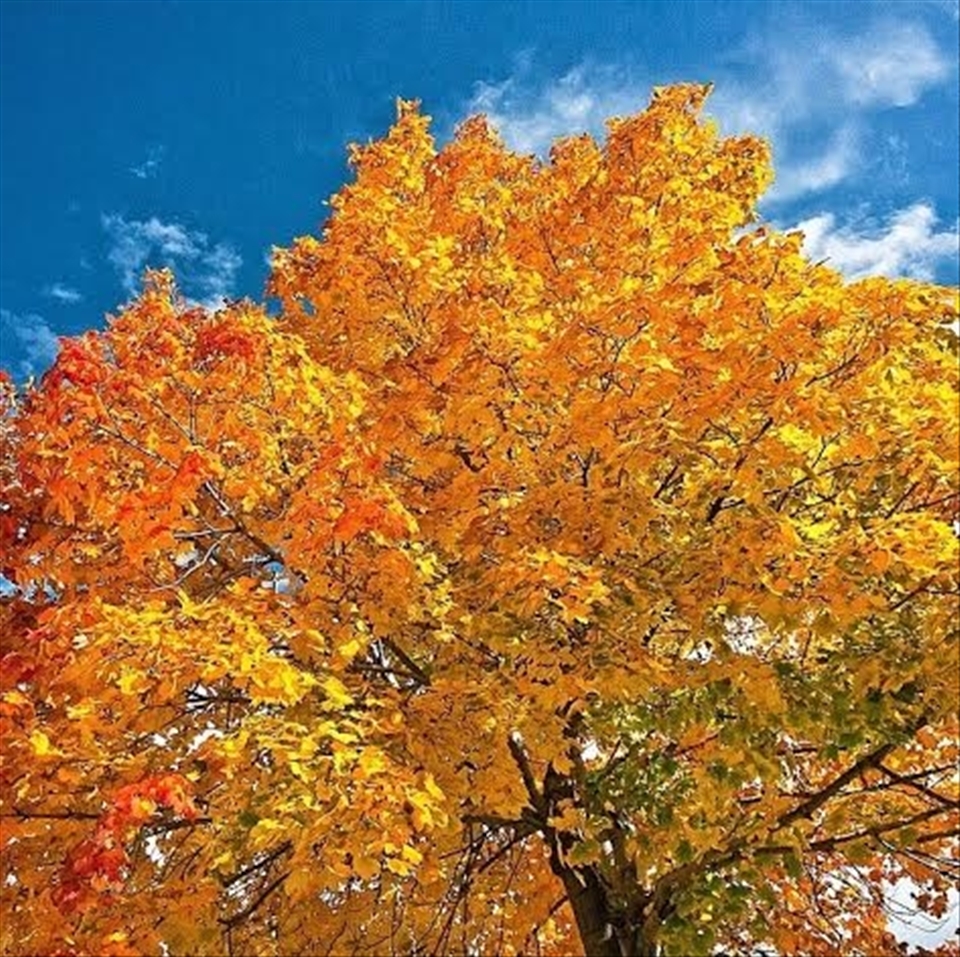 Even if something is left undone, everyone must take time to sit still and watch the leaves turn. :) 