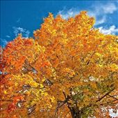 Even if something is left undone, everyone must take time to sit still and watch the leaves turn. :) : by jeromeedwards, Views[433]