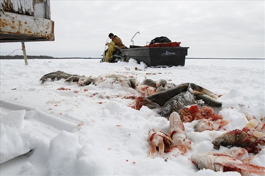 All of these fish are left on Lake Manitoba after they've been caught.
