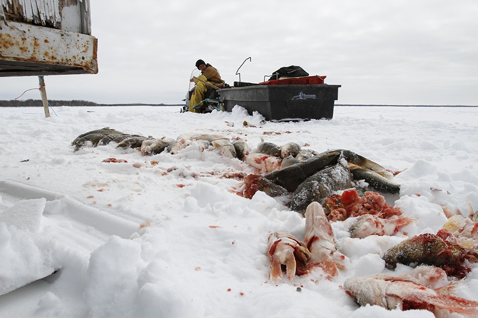 All of these fish are left on Lake Manitoba after they've been caught.