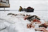 All of these fish are left on Lake Manitoba after they've been caught.: by jesiannoutdoors, Views[303]