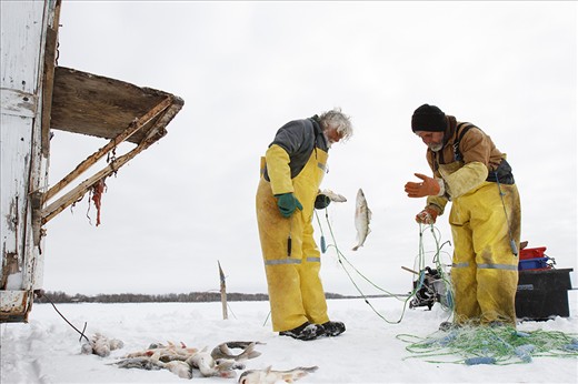 Fisherman Randy Strawa tosses a pickerel into a pile.