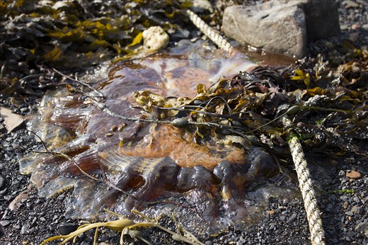 Lion jellyfish stuck to a fishing rope on shore in Horseshoe Bay. Rescued!