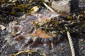 Lion jellyfish stuck to a fishing rope on shore in Horseshoe Bay. Rescued!: by jesmerk, Views[348]