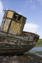 A flower grows on the back of the ship wrecked Diamond on the Isle of Kerrera.: by jesmerk, Views[239]