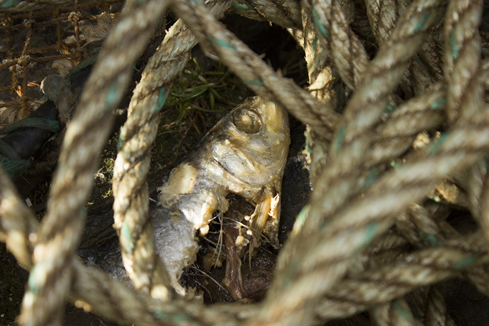 Fish head buried under fish-trap ropes on the boat launch at Kyle of Lochalsh.