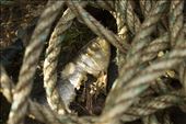 Fish head buried under fish-trap ropes on the boat launch at Kyle of Lochalsh.: by jesmerk, Views[282]