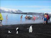 polar plunge in freezing water with the penguins watching: by jess_dan, Views[727]