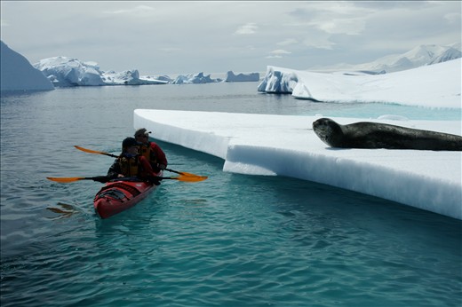 getting up close with a scary leopard seal