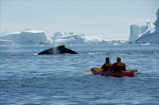 kayaking with the whales