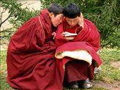 Two nuns huddle together to study a Buddhist text. In Tibet and elsewhere, nuns are not typically afforded the same educational opportunities - including basic schooling - as their monk counterparts. Instead, they must study doubly hard on their own or with other nuns to learn the same material.: by jessbenjamin, Views[826]