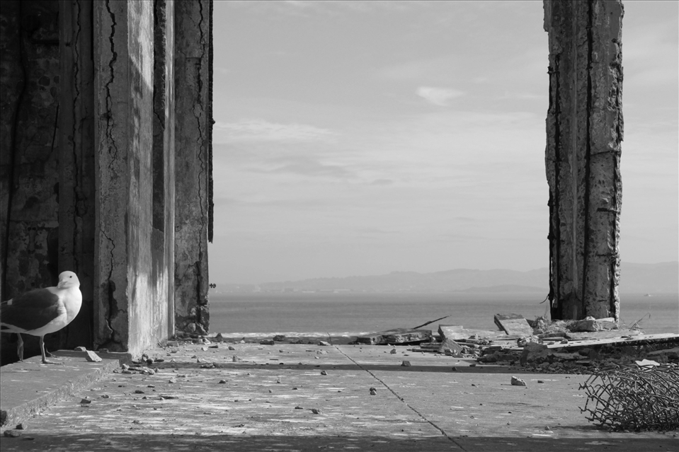 One lonely bird sits in front of the lifeless view, living on a lifeless island