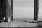 One lonely bird sits in front of the lifeless view, living on a lifeless island: by jesscarey, Views[682]