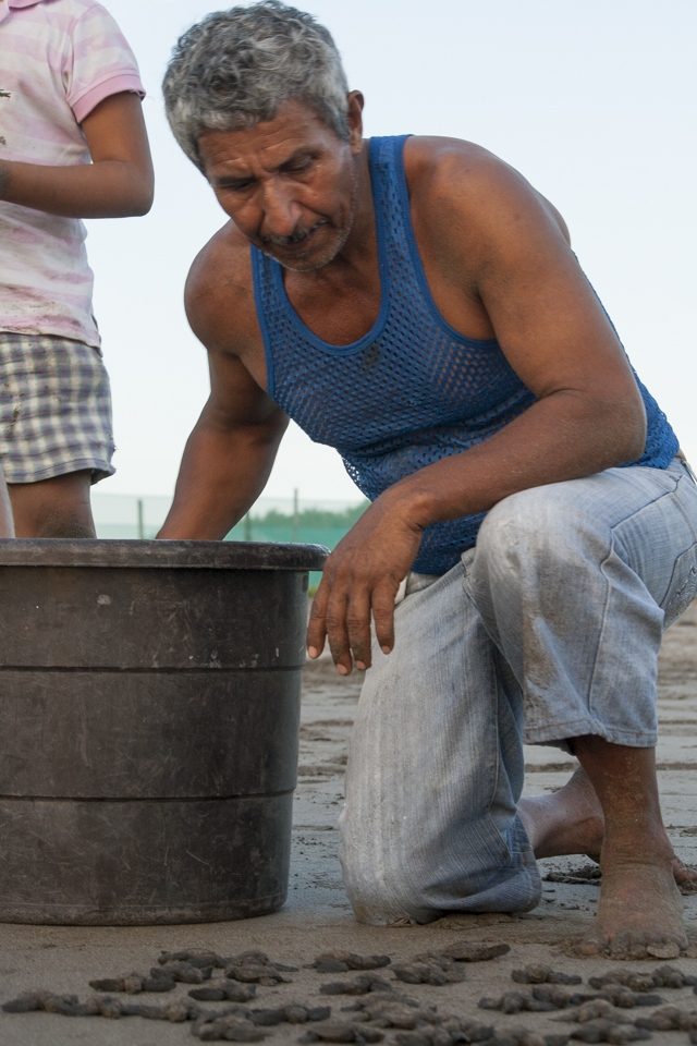 A ex poacher now employed by the Rancho Esperanza resort helps turtles from the nest to the ocean. 

While many efforts are made to help and protect the young turtles this local expert believes its important to let them 