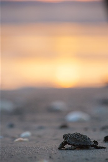 A hatch-ling turtle makes it down the beach to the water. 

While this turtle is lucky to make it this far there are still many dangers ahead for it.  Surviving to adulthood is far from given. 