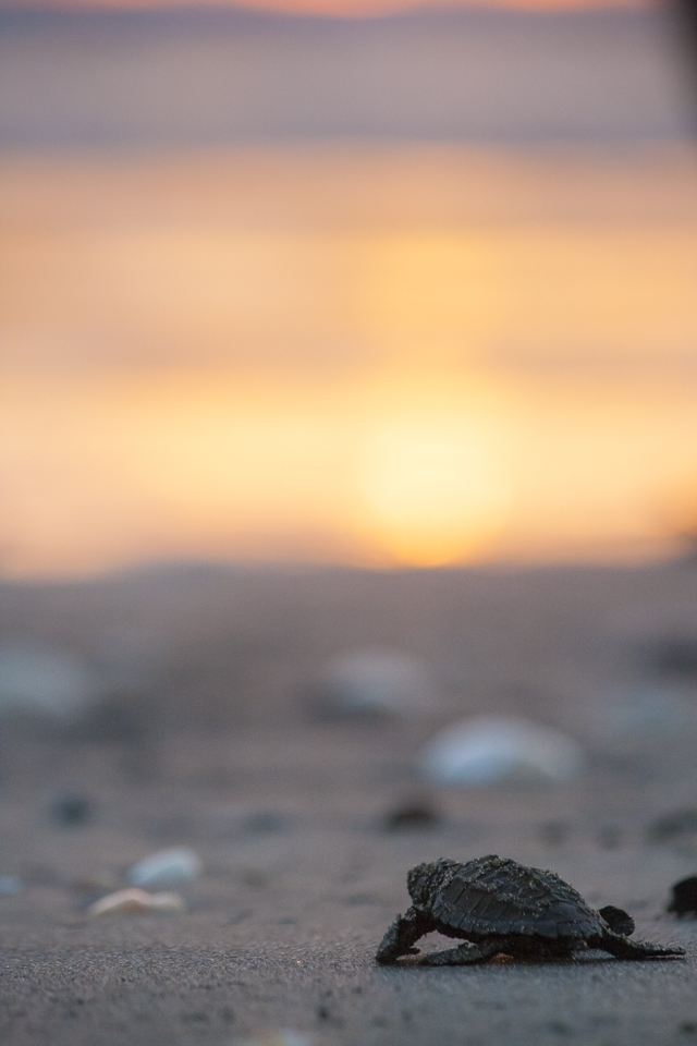 A hatch-ling turtle makes it down the beach to the water. 

While this turtle is lucky to make it this far there are still many dangers ahead for it.  Surviving to adulthood is far from given. 