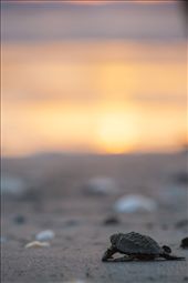 A hatch-ling turtle makes it down the beach to the water. 

While this turtle is lucky to make it this far there are still many dangers ahead for it.  Surviving to adulthood is far from given. : by jessewillson, Views[265]