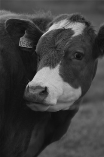 i see you watching me