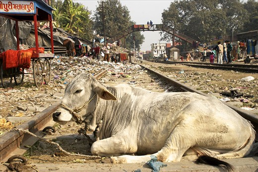 Life is slow around the railway tracks of Haridwar, India. Cows and trash line the way, as in many towns across India. 