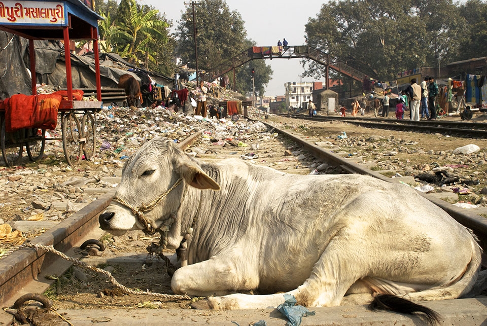 Life is slow around the railway tracks of Haridwar, India. Cows and trash line the way, as in many towns across India. 