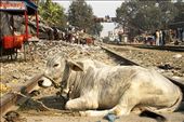 Life is slow around the railway tracks of Haridwar, India. Cows and trash line the way, as in many towns across India. : by jessicajhill, Views[871]
