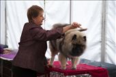 It's Show Time - A lady prepares her dog for show at the Pet Pavilion. Many people compete for the top prize each year across a range of different categories from livestock and produce to the arts.: by jessicalea, Views[290]