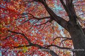 My first view of a real autumn season! I was very enchanted. Oak Park, Illinois: by jessicanmangfeste, Views[132]