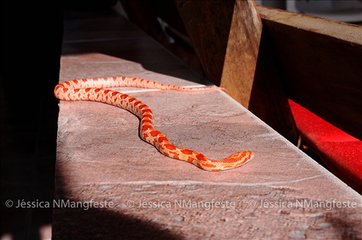Snake of my cousin. Why be afraid of it? So incredible. Sao Paulo, Brazil