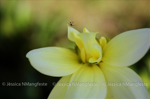 One beautiful flower with one little insect over it. Sao Paulo, Brazil