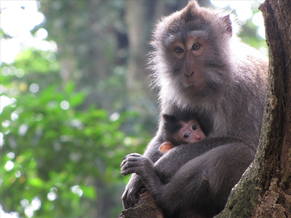 Get to the Monkey Forest and see this mother holding her beautiful baby.