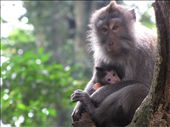 Get to the Monkey Forest and see this mother holding her beautiful baby.: by jessie-lee, Views[285]