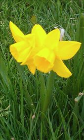 Flower of the Day: by jessiejames, Views[164]