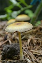 by jesskamessika, Views[124]