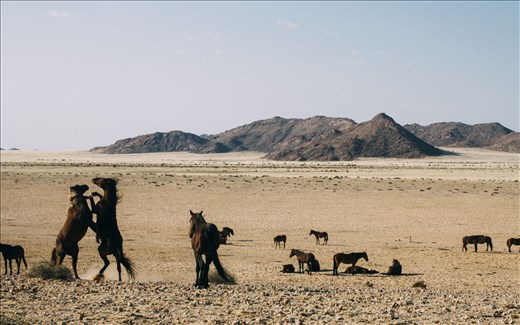 Wild Horses of the Namib