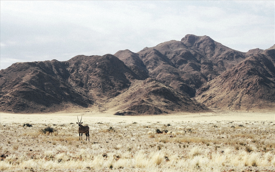 Gemsbok, Alone