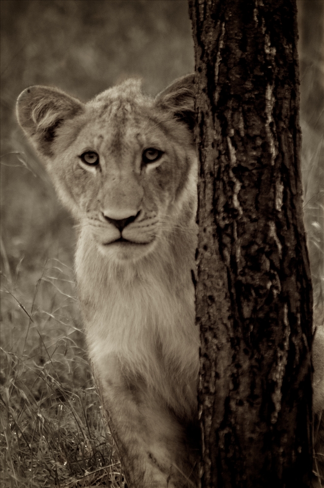 Naomi, a female cub, peeking out from behind a tree.