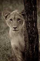 Naomi, a female cub, peeking out from behind a tree.: by jesstout, Views[363]