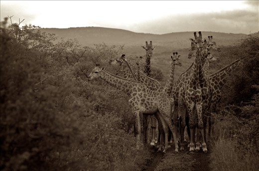 Driving through thick acacias, we came to a clearing with a tower of giraffes.