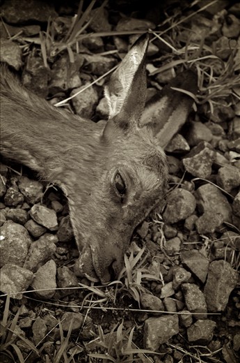 Stillborn impala laying in the road.