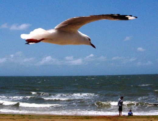 Safe and peaceful. This picture was taken at Redcliffe - a calm beach and a favourite spot to take children to play. The seagull was soaring in an updraft allowing me to take this photo. The seagull seems to be watching over the father and son on the beach, adding to the peaceful, safe feeling of the family beach scene. 