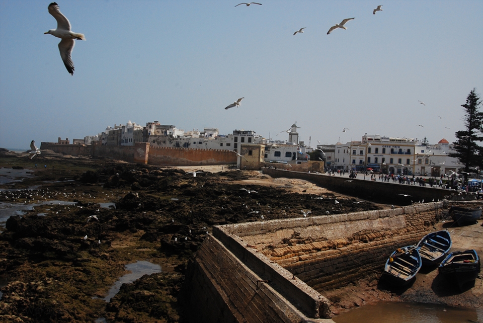 Gull's Eye view of the harbor at Essaouira