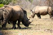 Rhinos!  They seem like they are from another era, so old, that I feel honored to be able to observe them.: by jgrimm, Views[155]