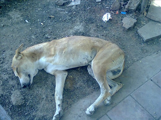 Three leg dog. Pic taken at a village Devgurariya, Indoore, India.