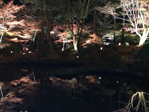 The pristine reflection of the trees in the pond mirrors a future of hope & beauty. It communicates a 'clear' vision for the future in the rebuilding and restoration efforts in the Tohoku region. 